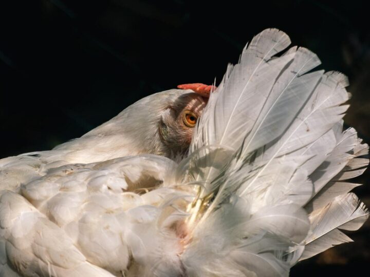 Dlaczego kury wydziobują sobie pióra – przyczyny i zapobieganie