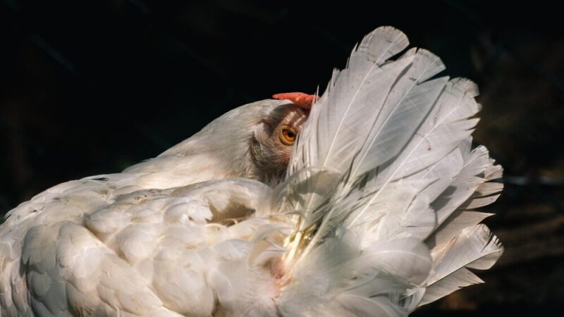 Dlaczego kury wydziobują sobie pióra – przyczyny i zapobieganie