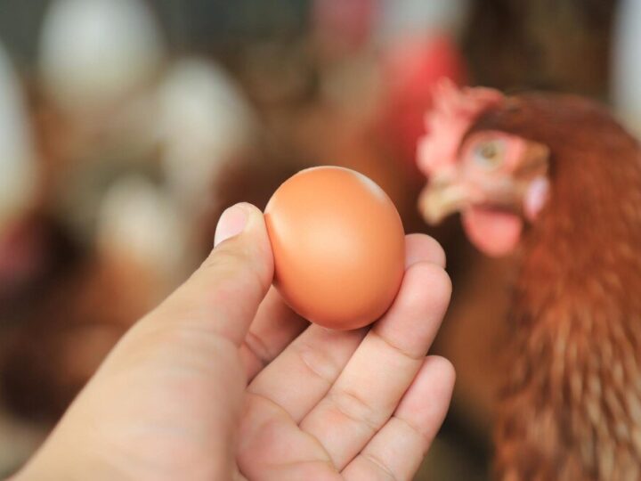 Dlaczego kury zjadają jajka – przyczyny i jak temu zapobiec