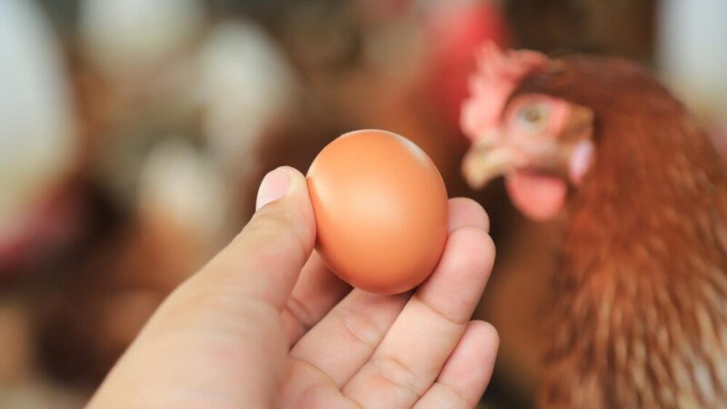 Dlaczego kury zjadają jajka – przyczyny i jak temu zapobiec