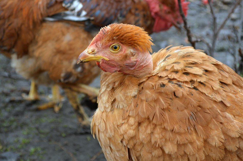 Domowy sposób na kurze wszy – skuteczne, naturalne metody
