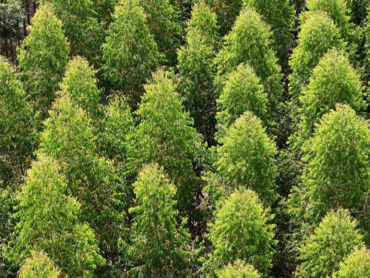 Drzewa kolumnowe zimozielone – gatunki idealne do małych ogrodów