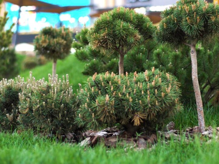 Drzewa ozdobne do 2 metrów – najlepsze gatunki do małego ogrodu