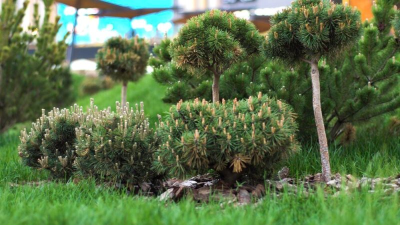 Drzewa ozdobne do 2 metrów – najlepsze gatunki do małego ogrodu