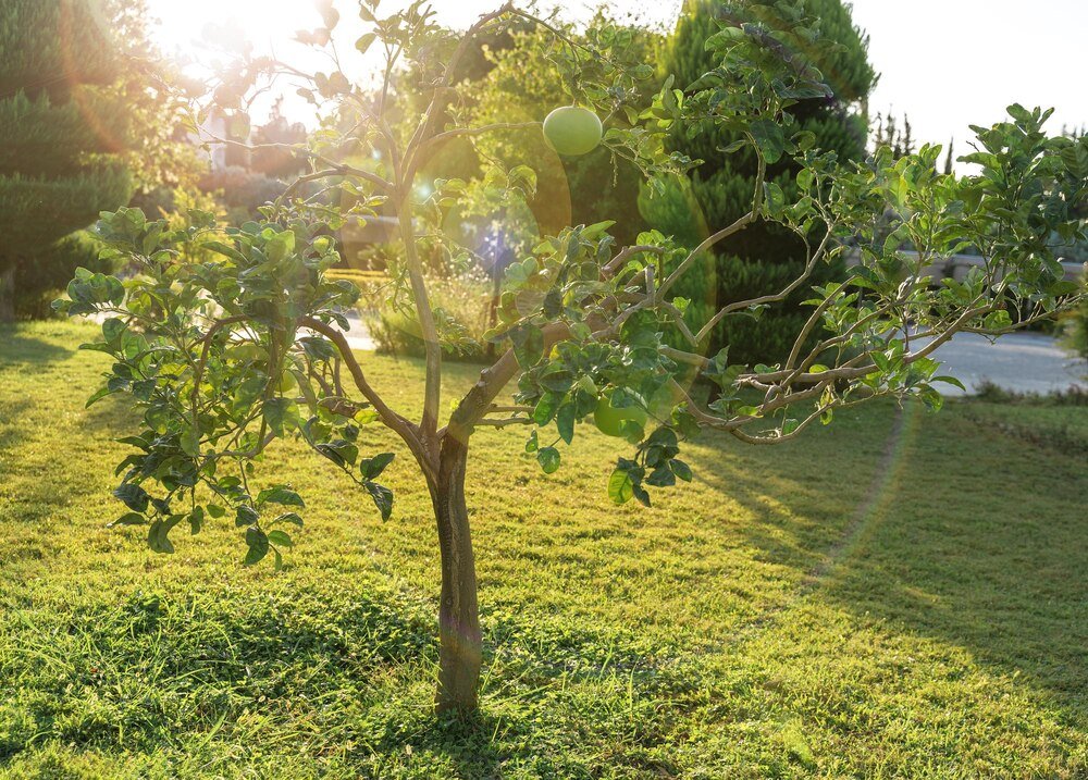 Drzewo tlenowe – czy warto sadzić w ogrodzie?