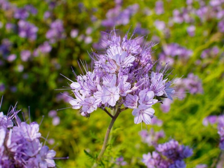 Facelia – kiedy siać i jak uprawiać?