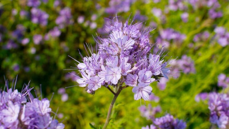 Facelia – kiedy siać i jak uprawiać?