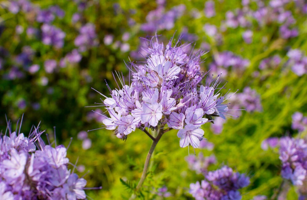 Facelia – kiedy siać i jak uprawiać?