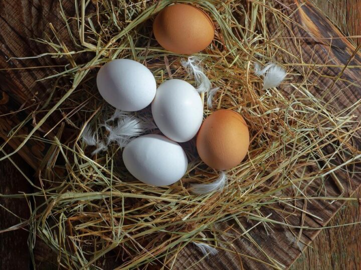Ile jajek znosi kura dziennie – od czego to zależy?