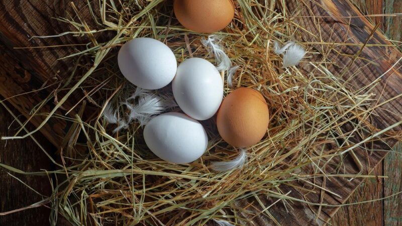 Ile jajek znosi kura dziennie – od czego to zależy?