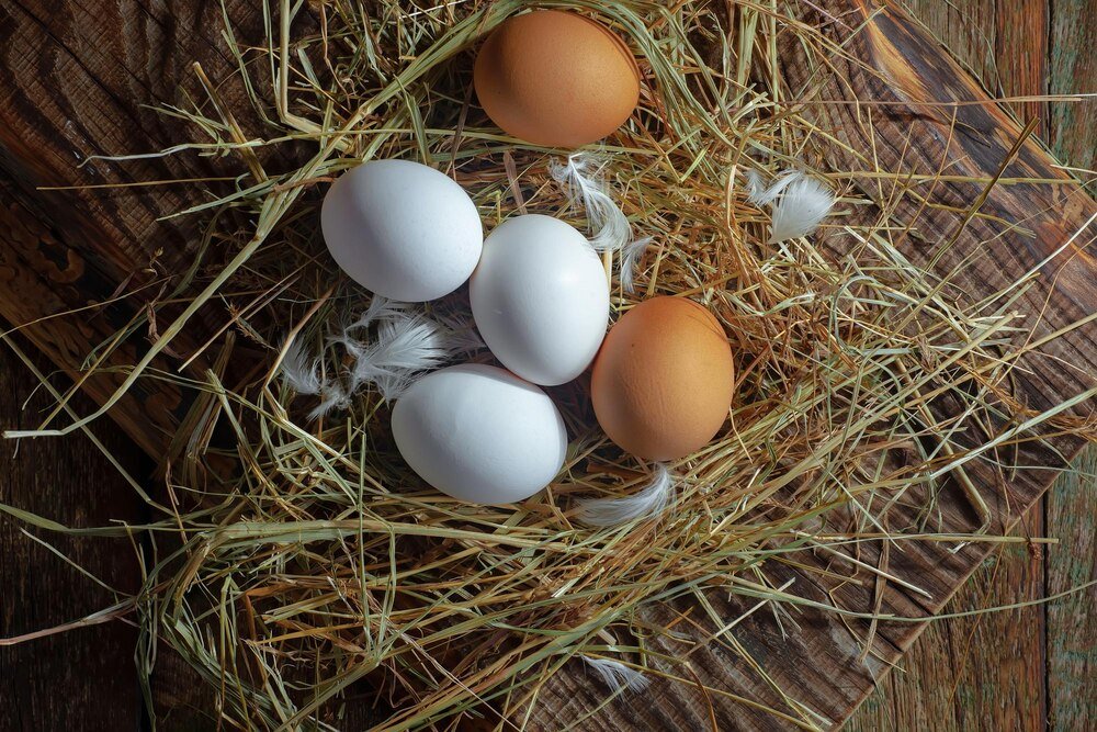 Ile jajek znosi kura dziennie – od czego to zależy?