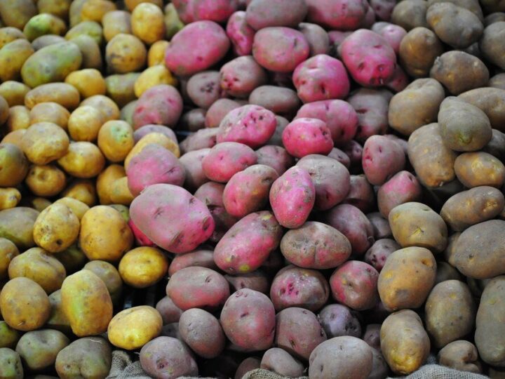 Ile jest odmian ziemniaków – przegląd i podział na grupy