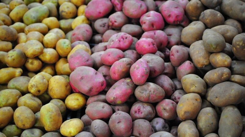 Ile jest odmian ziemniaków – przegląd i podział na grupy