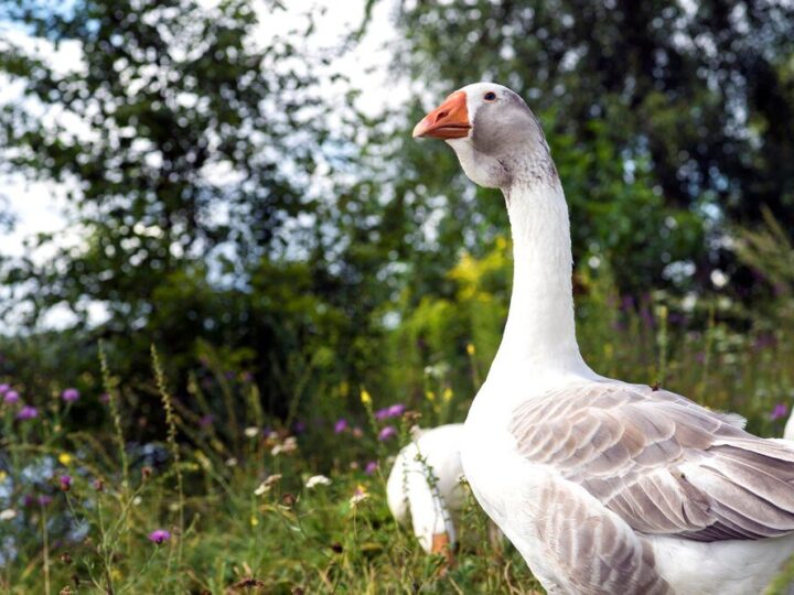 Ile kosztuje gęś wiejska – cena zakupu i opłacalność chowu