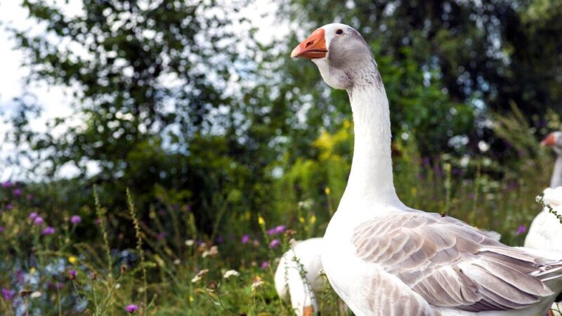 Ile kosztuje gęś wiejska – cena zakupu i opłacalność chowu