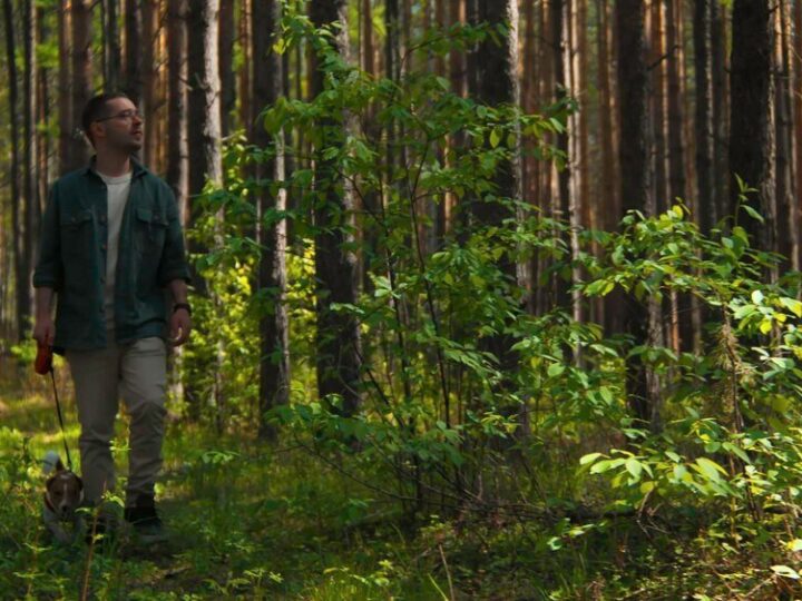 Ile kosztuje hektar lasu – wycena, opłacalność, na co uważać