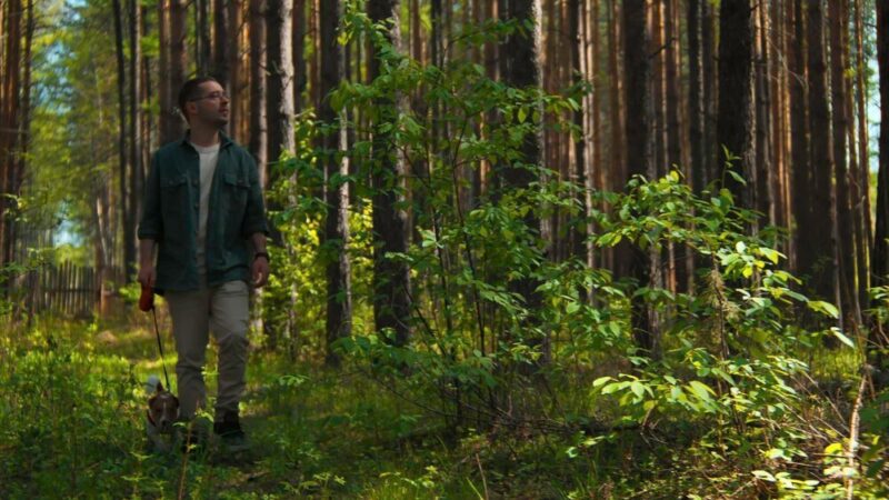 Ile kosztuje hektar lasu – wycena, opłacalność, na co uważać