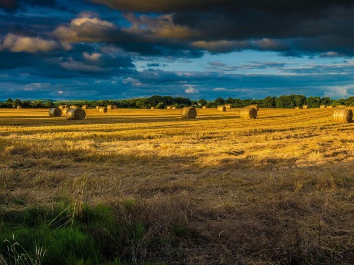 Ile kosztuje hektar ziemi rolnej – aktualne ceny i czynniki wpływu