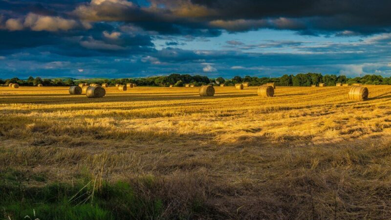 Ile kosztuje hektar ziemi rolnej – aktualne ceny i czynniki wpływu