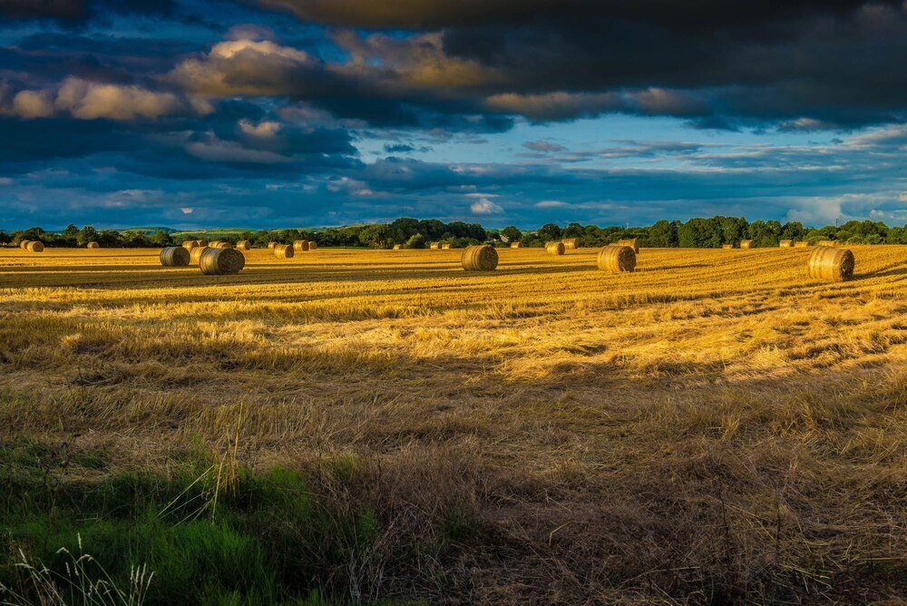 Ile kosztuje hektar ziemi rolnej – aktualne ceny i czynniki wpływu
