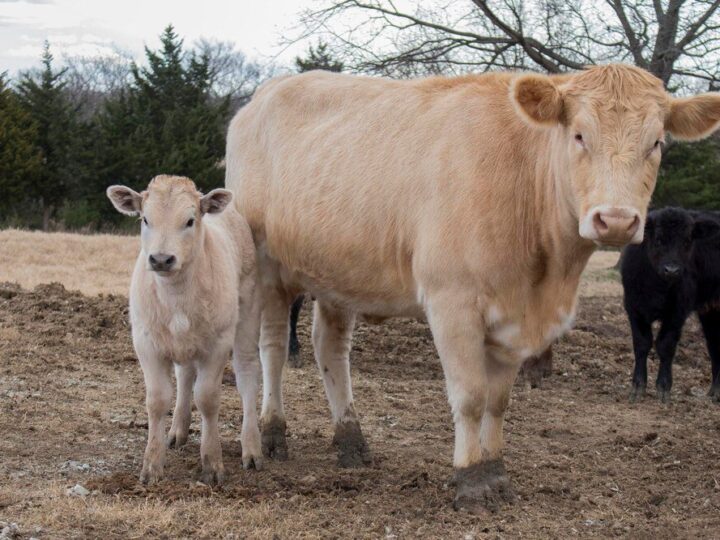 Ile krowa jest w ciąży – czas trwania i etapy