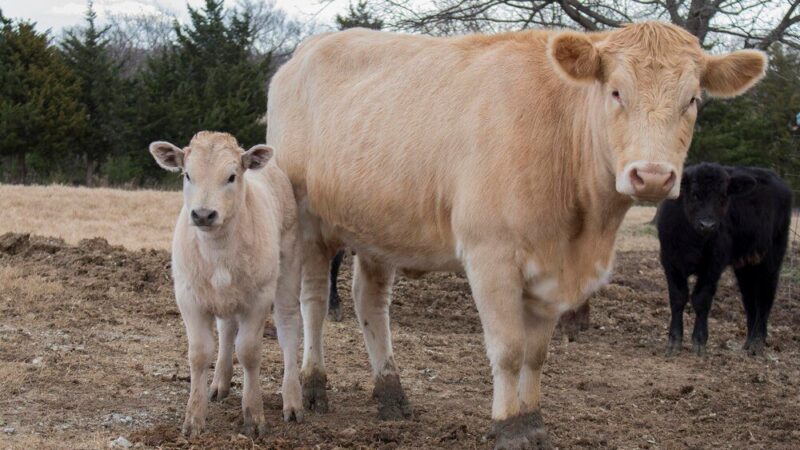 Ile krowa jest w ciąży – czas trwania i etapy