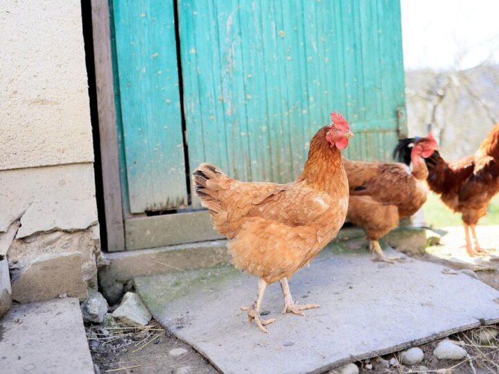 Ile kur na jednego koguta – optymalne proporcje w stadzie