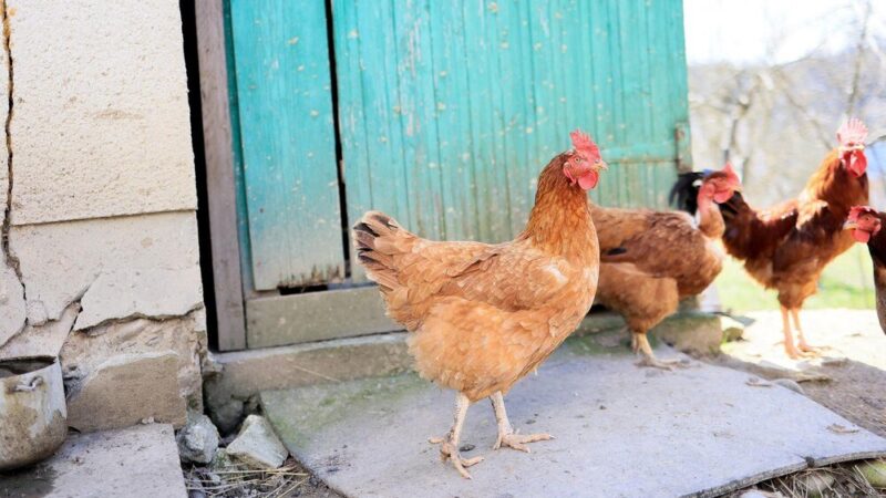 Ile kur na jednego koguta – optymalne proporcje w stadzie