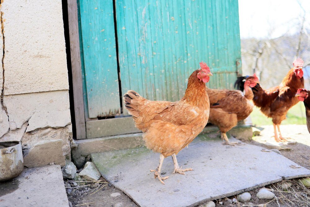 Ile kur na jednego koguta – optymalne proporcje w stadzie