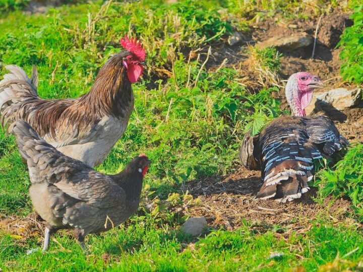 Ile żyją kury – od czego zależy długość życia?
