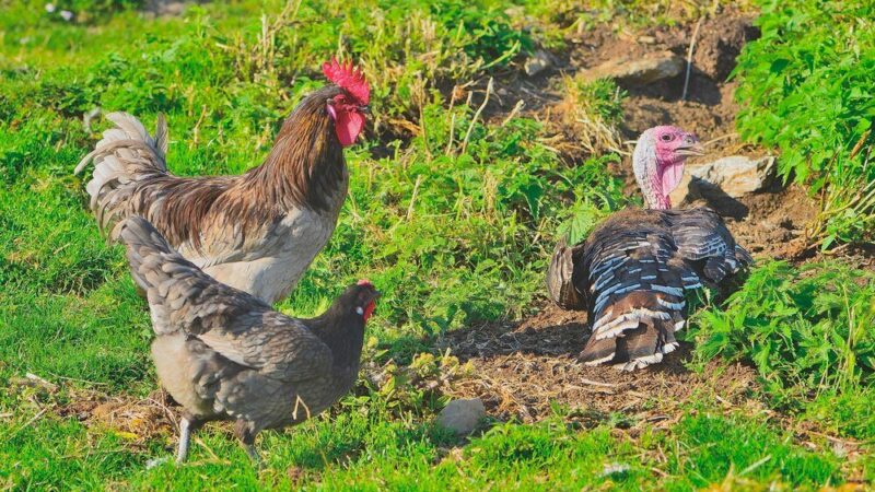 Ile żyją kury – od czego zależy długość życia?