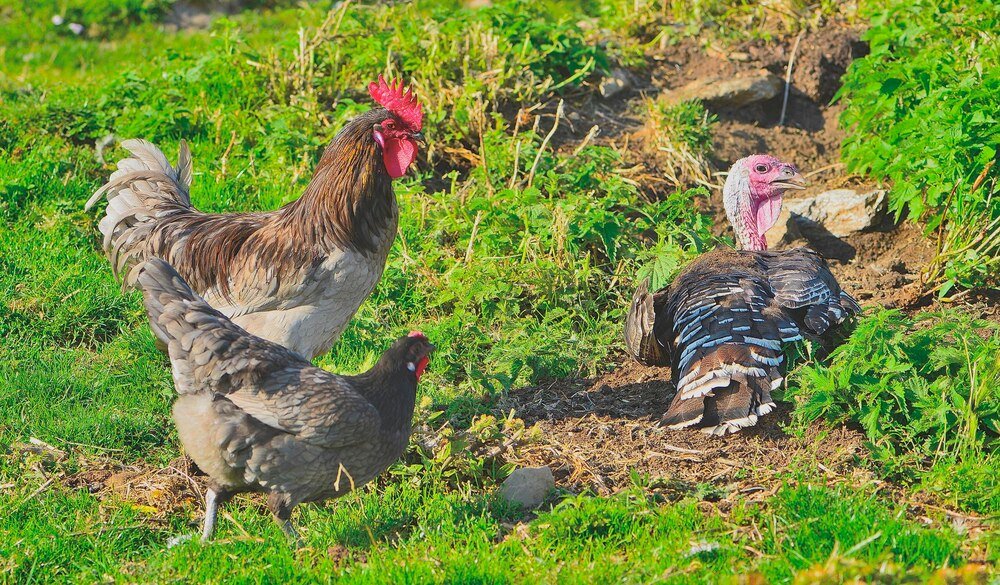 Ile żyją kury – od czego zależy długość życia?