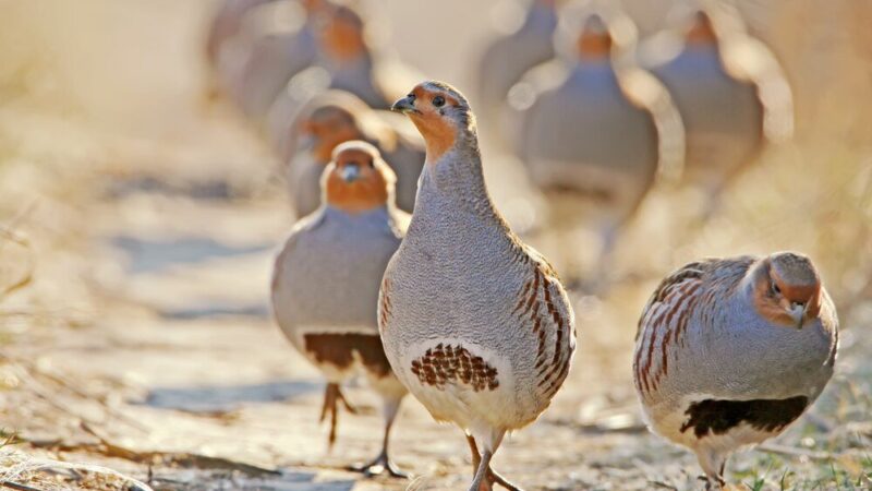 Jak hodować perliczki – praktyczne wskazówki dla rolników
