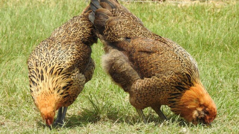 Jak kuna zabija kury – sposoby ochrony