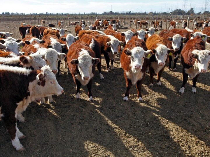 Jak obliczyć termin wycielenia krowy – proste metody dla hodowcy