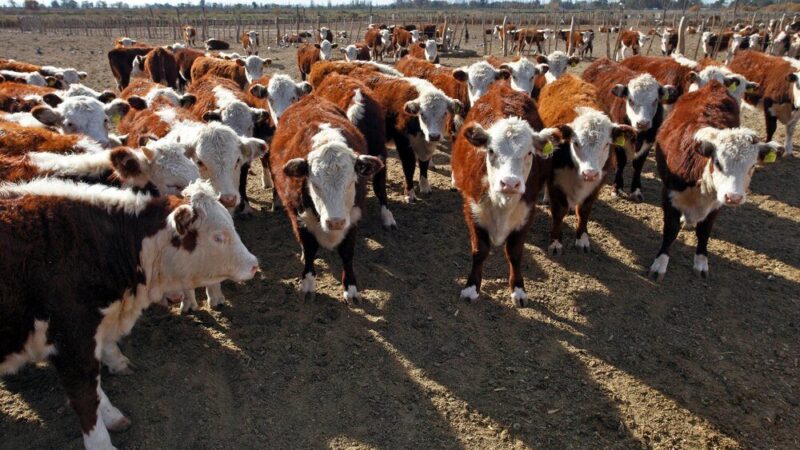 Jak obliczyć termin wycielenia krowy – proste metody dla hodowcy