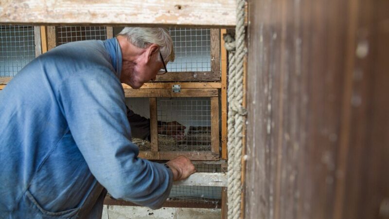 Jak ogrzać kurnik zimą – praktyczne sposoby i porady