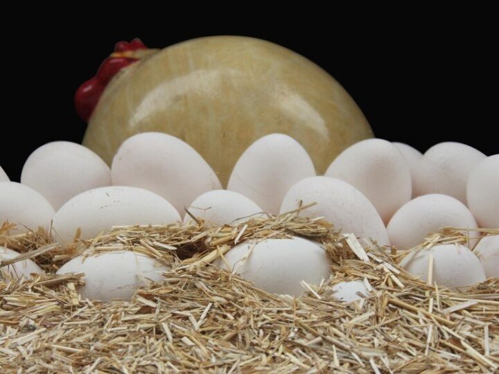 Jak powstaje jajko u kury – proces krok po kroku