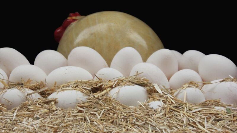 Jak powstaje jajko u kury – proces krok po kroku