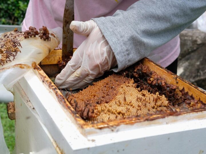 Jak powstaje miód – etapy produkcji w ulu i pasiece