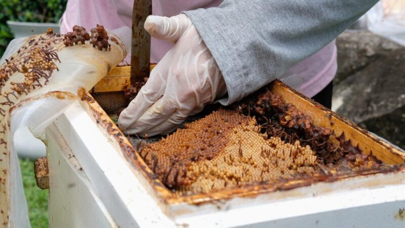 Jak powstaje miód – etapy produkcji w ulu i pasiece