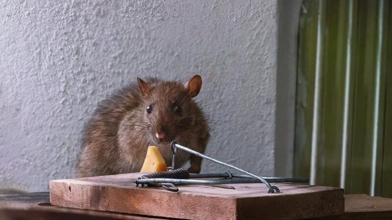 Jak pozbyć się szczurów – skuteczne domowe sposoby