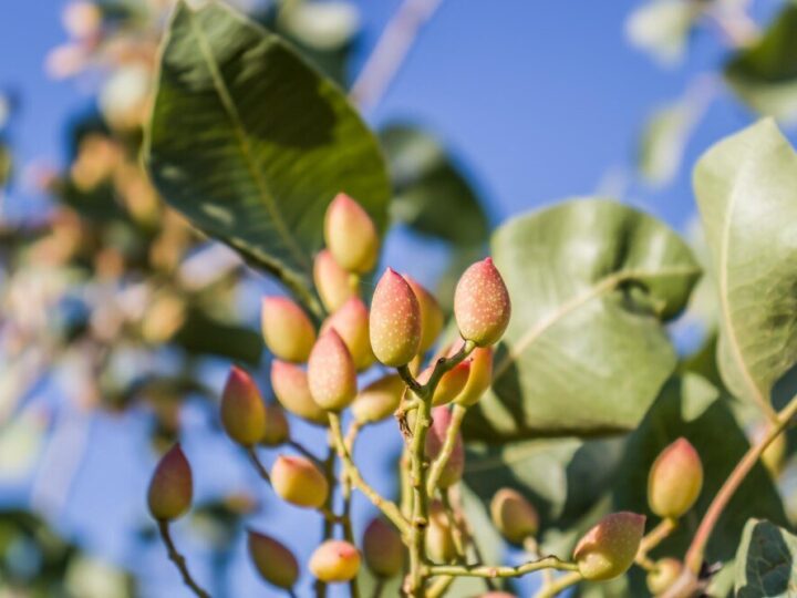 Jak rosną pistacje – wymagania klimatyczne i uprawa