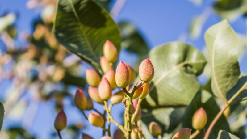 Jak rosną pistacje – wymagania klimatyczne i uprawa