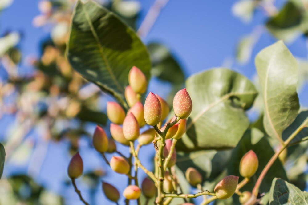 Jak rosną pistacje – wymagania klimatyczne i uprawa