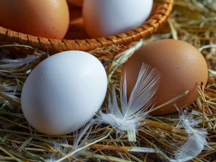 Jak rozmnażają się kury – cykl rozrodczy krok po kroku