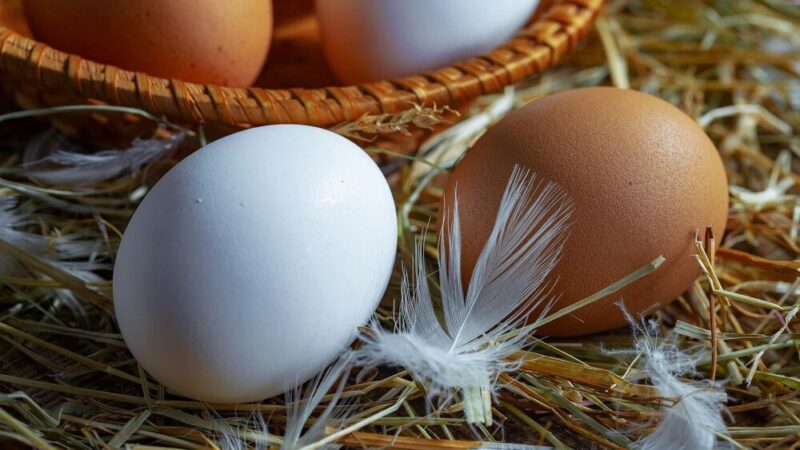 Jak rozmnażają się kury – cykl rozrodczy krok po kroku