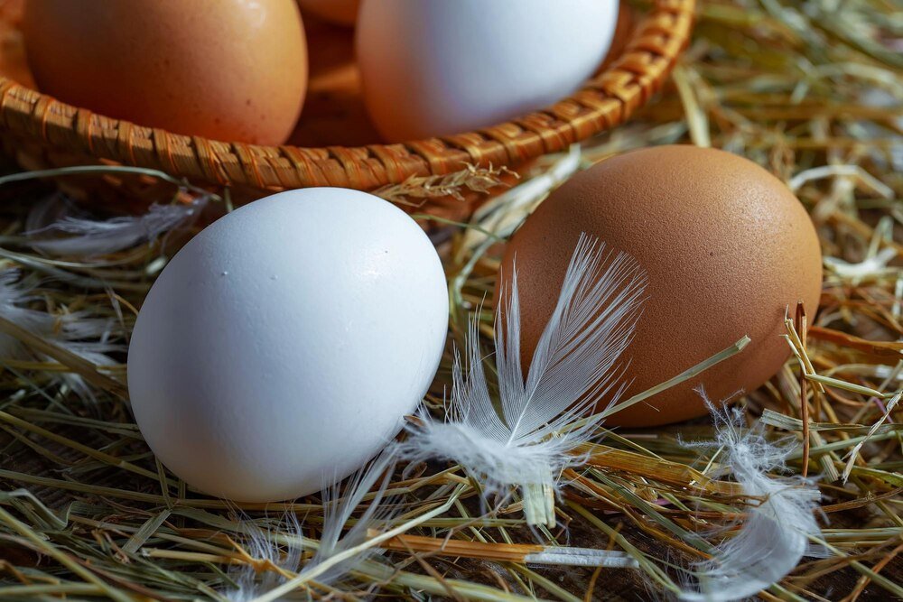 Jak rozmnażają się kury – cykl rozrodczy krok po kroku