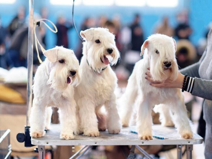 Jak sprawdzić hodowlę psów – na co zwrócić uwagę?