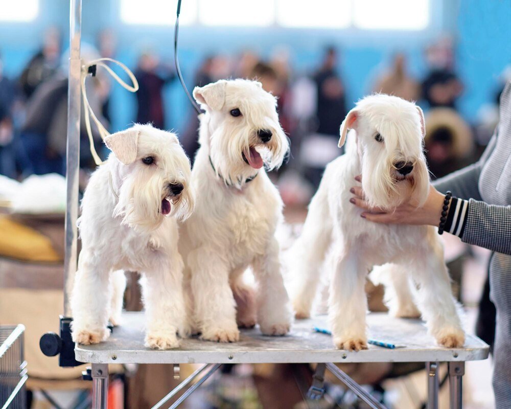 Jak sprawdzić hodowlę psów – na co zwrócić uwagę?